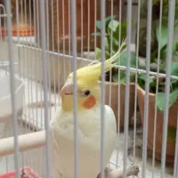 یک عدد عروس هلندی|پرنده|شیراز, پودنک|دیوار