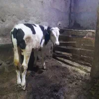 گوساله نر سیمینتال