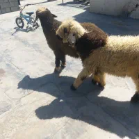 بره نر پلوار