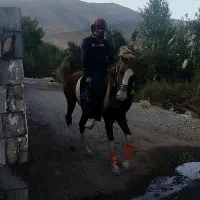 اسب نریان سر دم گیر