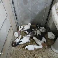 ۱۳ عدد کبوتر تیپ دار و سره حال تخفیف ندارد اصلا