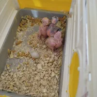 عروس هلندی نر وماده،مولد|پرنده|سهند, |دیوار