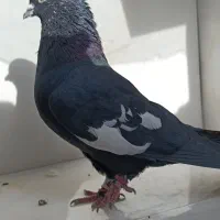 کبوتر.کفتر.بهبهونی و شهری و پلاکی|پرنده|شیراز, محراب|دیوار