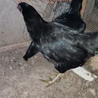 لاری تخم|حیوانات مزرعه|مشهد, کارگران|دیوار