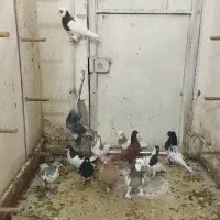 دسته کفتری بهبونی شهری زدو خوردی|پرنده|شیراز, گلشن|دیوار