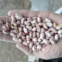 چیتی