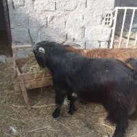 دو عدد نربز ۱۰ ماه مست|حیوانات مزرعه|قرچک, صالح آباد|دیوار