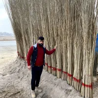 درخت های پر ثمر و اقتصادی