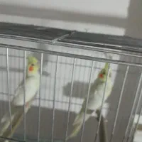 طوطی لوتینو عروس نیم دستی|پرنده|اقبالیه, |دیوار