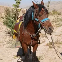 اسب کرد مخصوص سواری|اسب و تجهیزات اسبسواری|همدان, |دیوار