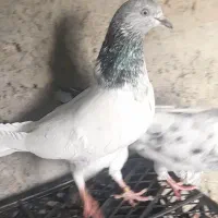 کبوتر کفتر|پرنده|ایرانشهر, |دیوار