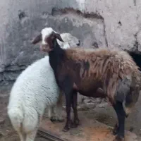 ۲تا شاه میش چینی و افشاری بره نر بز