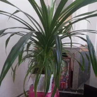 گل بزرگ خوشگل