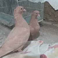 کبوترجوجه زردفری