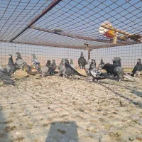 کبوترپلاکی|پرنده|شیراز, قلعه نو|دیوار