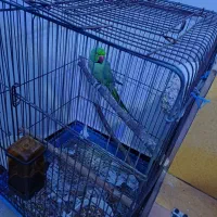 جفت ملنگو مولد