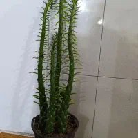 کاکتوس