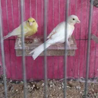 جفت قناری  معاوضه ای