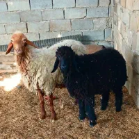 گوسفند با بره.         بز گاو