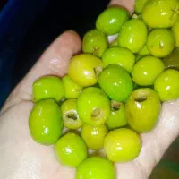 زیتون بی هسته|خوردنی و آشامیدنی|رشت, ترمینال|دیوار