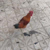 خروس