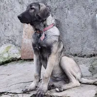 توله ماده4ماهه|سگ|علی‌آباد کتول, |دیوار