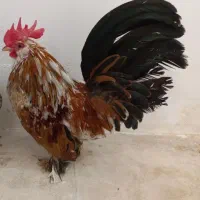 تخم یوسل بلژیکی|حیوانات مزرعه|قم, شهرک سازمان آب|دیوار