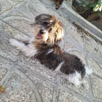 شیتزو کراس ۸ ماهه|سگ|صدرا-فارس, فاز ۱|دیوار