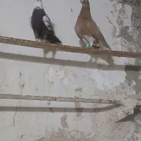 جوجه و جوانه پرشی|پرنده|مشهد, شهید قربانی|دیوار