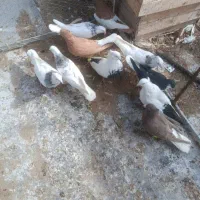 کفتر شهرستان|حراج|بروجرد, |دیوار