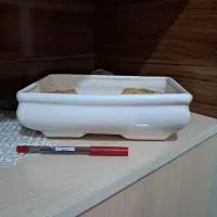 گل طیبعی و گلدان|گل و گیاه طبیعی|تبریز, |دیوار