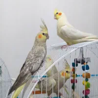 عروس هلندی ۳عدد دونه ای ۶۵۰