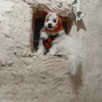 دزدیده شده