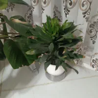 گل اپارتمانی|گل و گیاه طبیعی|تهران, بنیهاشم|دیوار