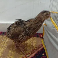 بلدرچین بالغ ماده