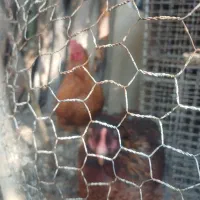 یک جفت مرغ وخروس امپراطور مرغ کرچ شو|حیوانات مزرعه|کوهسار (البرز), |دیوار