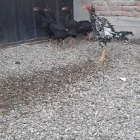 تخم مرغ لاری