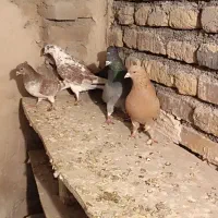 کبوتر پرشی|پرنده|خوی, |دیوار