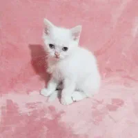 بچه گربه بیرتیش اسکاتیش