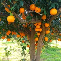 باغبان کارگر باغ دایمی