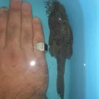 کت ال ۵۹|ماهی|فلاورجان, |دیوار