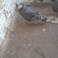 بوقلمون ۴ماهه فروشی|حیوانات مزرعه|سلامی, |دیوار