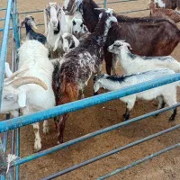 بز با بزغاله دوقلو