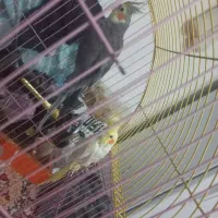 دوعدد عروس هلندی ۹۰۰