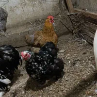 مرغ و خروس کوشین و برهما|حیوانات مزرعه|بابلسر, |دیوار