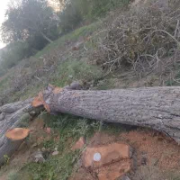 خرید چوب درخت قطع برش و هرس