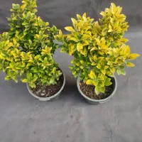 شمشاد طلایی /  ۵۰ سانتی/ سطل 10|گل و گیاه طبیعی|تهران, صادقیه|دیوار