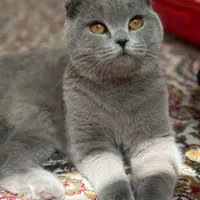 فروش گربه ی نژاد دار