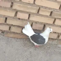 دوکت طوقی کاشانی ماوزه  با طوقی و فروشی