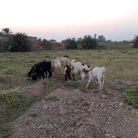 بز ۸ عدد|حیوانات مزرعه|حمیدیه, |دیوار